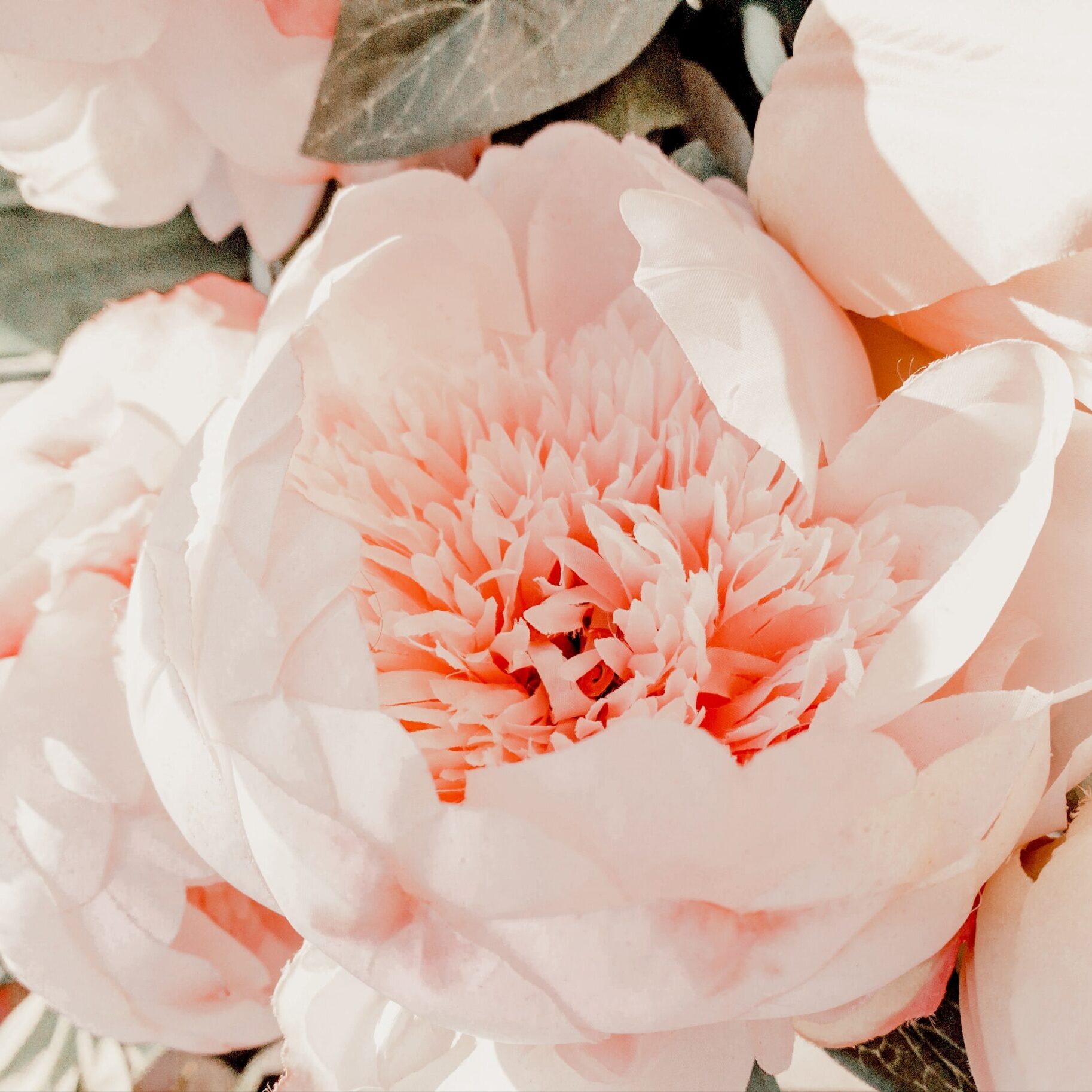 coco-tafoya-Z68xcaEgkkk-unsplash